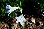 Lys blanc