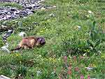 Première recontre avec une marmotte un peu humide !