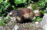 Marmotte près du refuge de Péclet-Polset