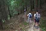 Descente dans la forêt