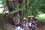 La cabane dans les arbres