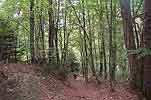 Retour dans les bois